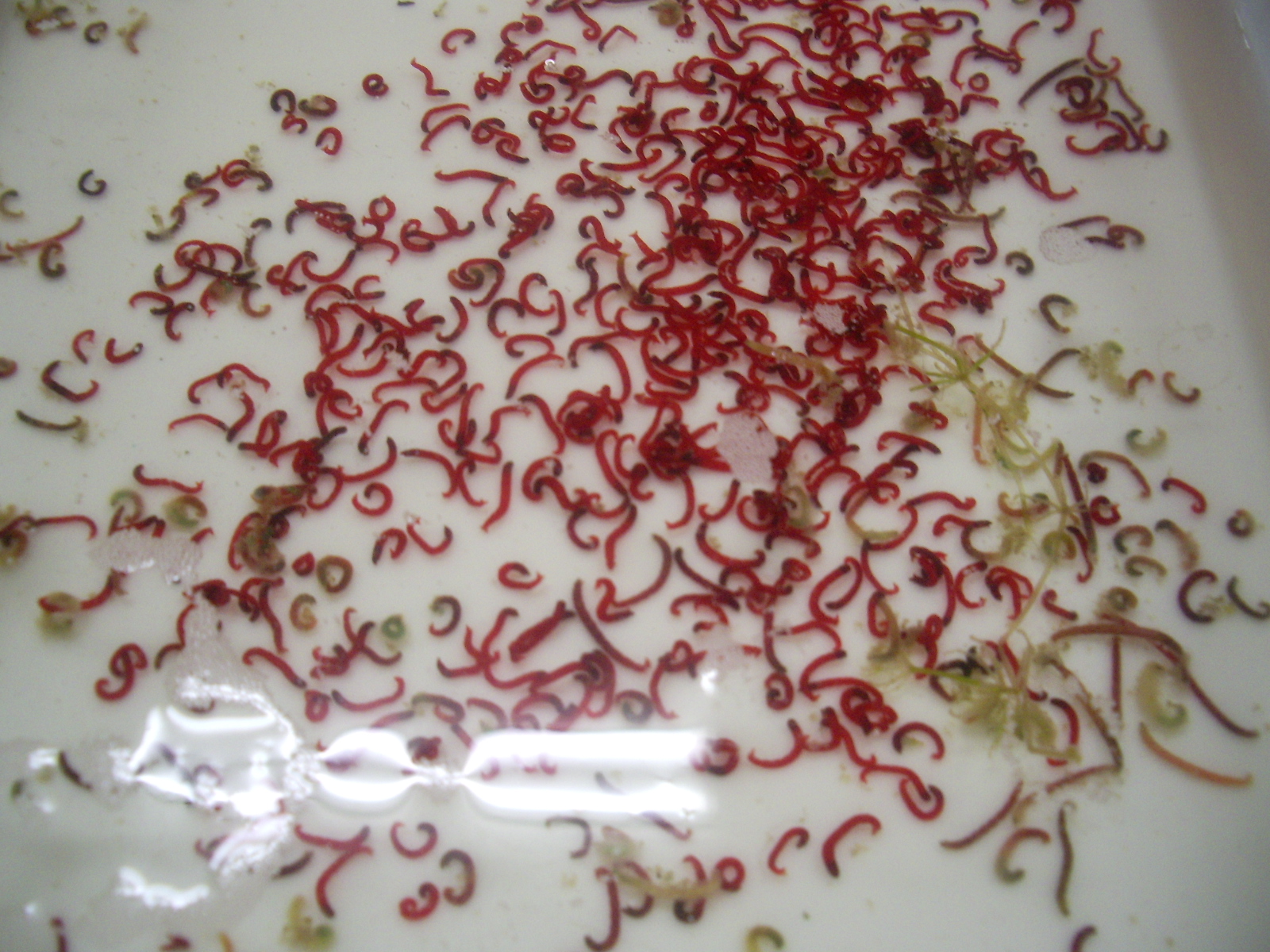 唾液腺染色体 菊里高校理科 部 ログ