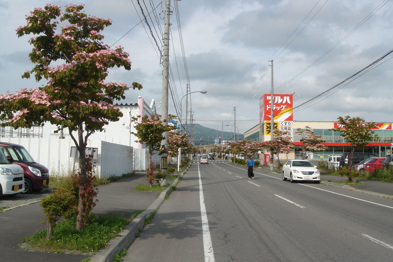 ハナミズキの通り 函館市桔梗町会