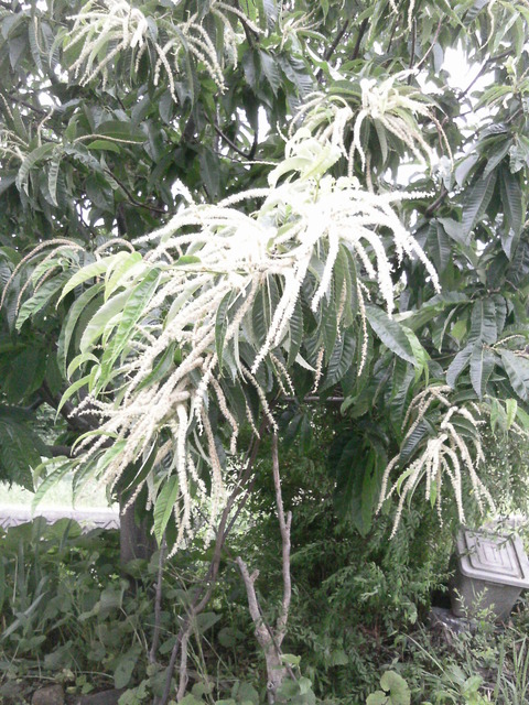 栗 (6)