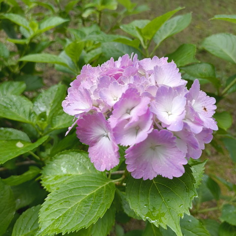 260718市民の杜紫陽花 (2)