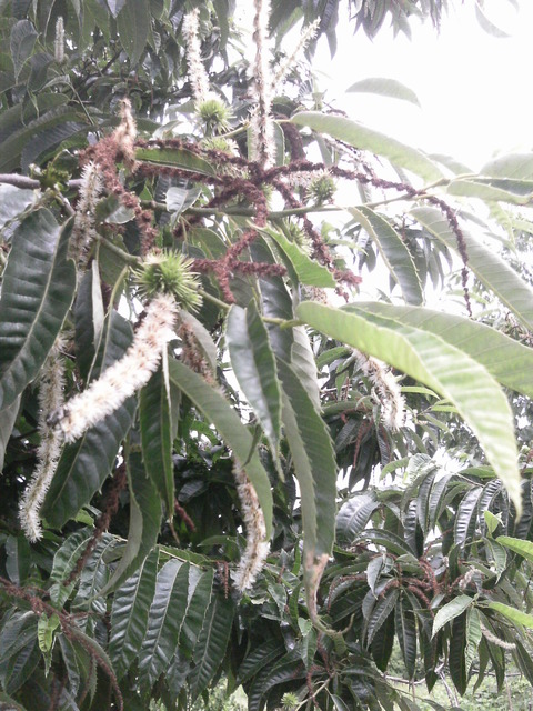 栗　雌花