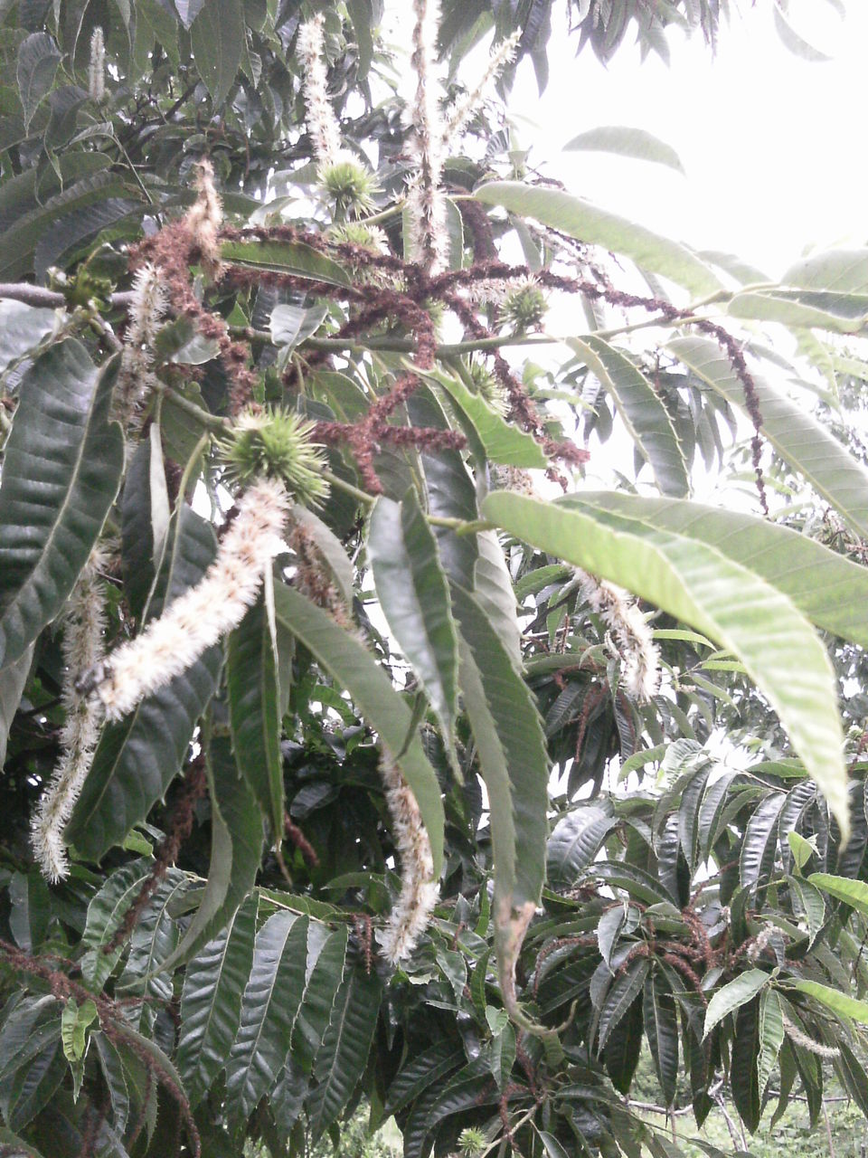 樹木から白いひげが噴出している 函館市桔梗町会