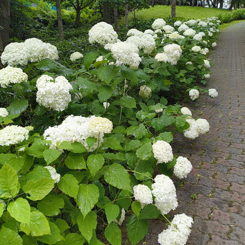 260718市民の杜紫陽花 (4)