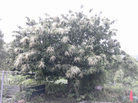 栗 (4)