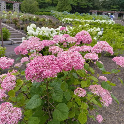 260718市民の杜紫陽花 (6)