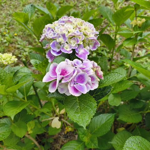 260718市民の杜紫陽花 (3)
