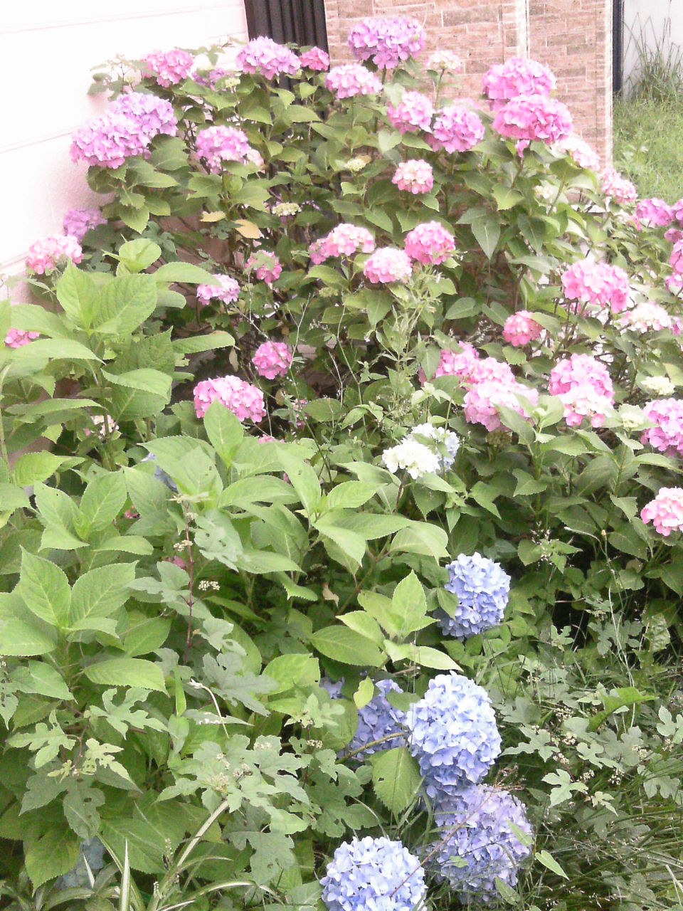 アジサイは土の酸性度で色が違う 函館市桔梗町会 アジサイは土の酸性度で色が違う 函館市桔梗町会