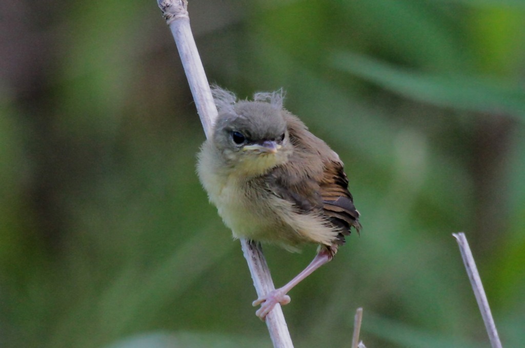 昨日写した雛ヨシキリをアップしました 四街道の四季