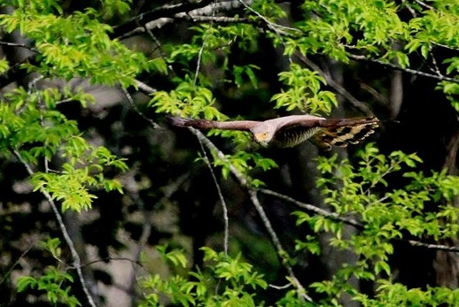 IMG_1774 (640x429)