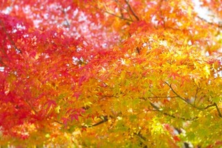 紅葉③