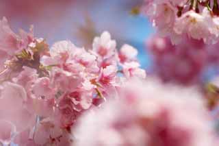 yun_5948桜