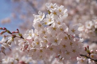 yun_3460桜