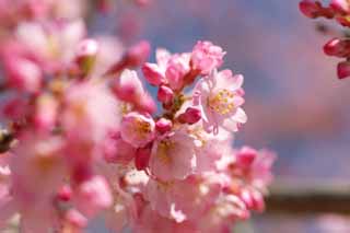 yun_5414桜