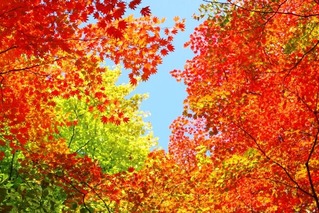 紅葉①