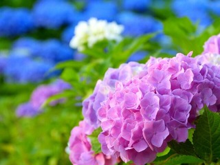 紫陽花4
