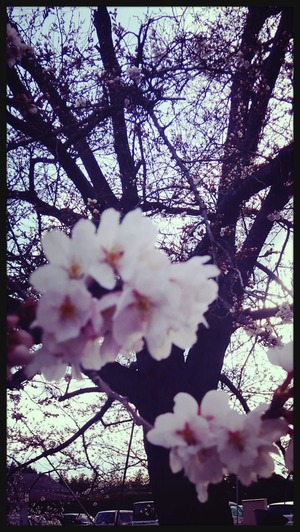 2016-03-25-10-14-33_deco