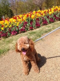 綺麗なお花に囲まれてうっとり　里吉様