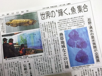 宝石魚展a
