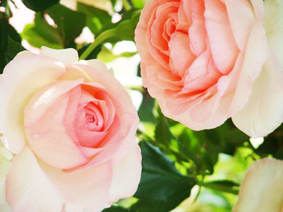 ピエールドロンサール