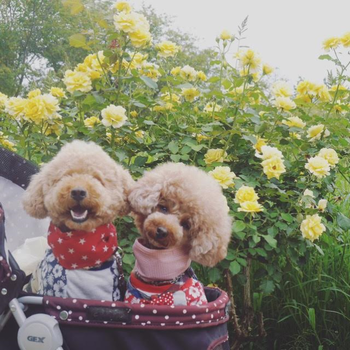 ゴールド加賀谷様「私の笑顔お花に負けてないでしょ？僕も♪」