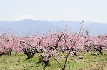 桃の花