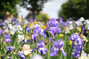 ジャーマンアイリス2