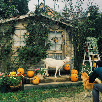 ユキちゃんと山小屋(ハロウィンVer)