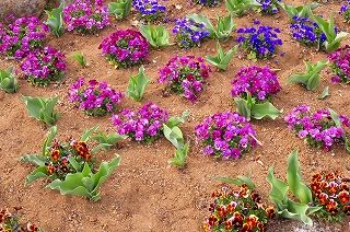 ビオラとチューリップ