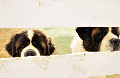 ハイジの村の人気者