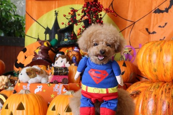 ハイジの村にスーパーマンもも参上