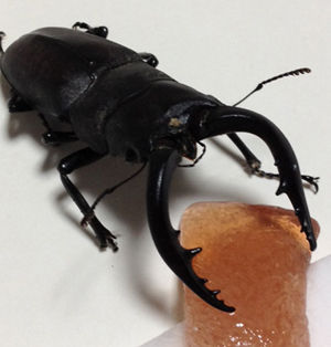 ノコギリクワガタ２