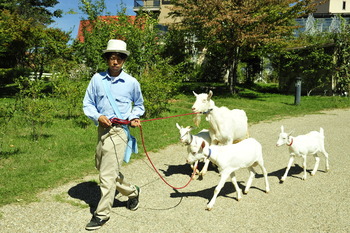 ヤギの行進