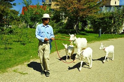 ヤギの行進