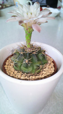サボテンの花1