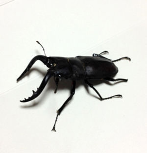 ノコギリクワガタ