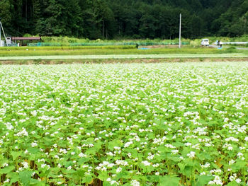 そば畑はな満開