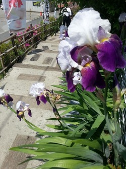 ジャーマンアイリス