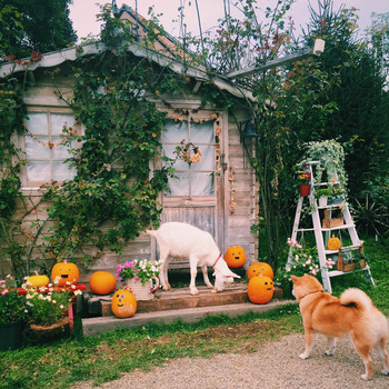 ユキちゃん出演