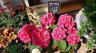 ピンクのあじさい