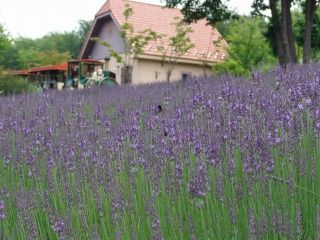 s-7月ラベンダー