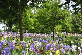 ジャーマンアイリス