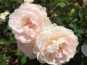 Ａ．イタリアントマトクラブ2