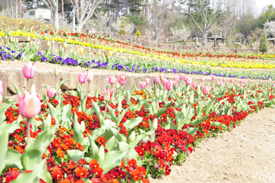 チューリップ１