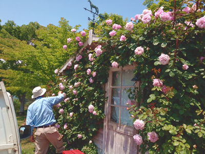 3バラのお手入れ