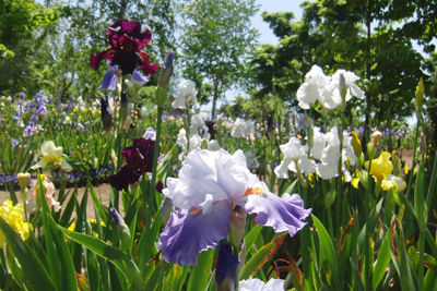 ジャーマンアイリス