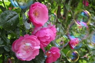 ★_DSC8446 - コピー