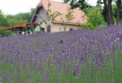 7月ラベンダー