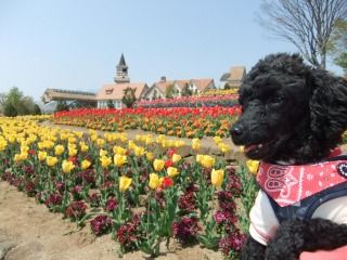 チューリップとアルプ　尾崎様