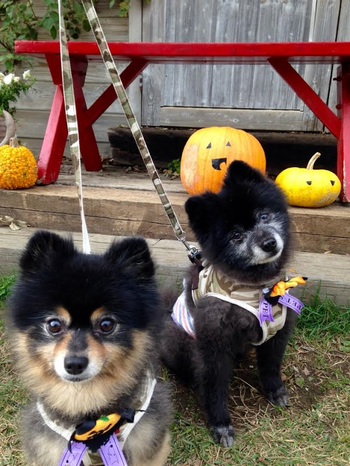 鈴木かずみ様「Happy halloween????」2