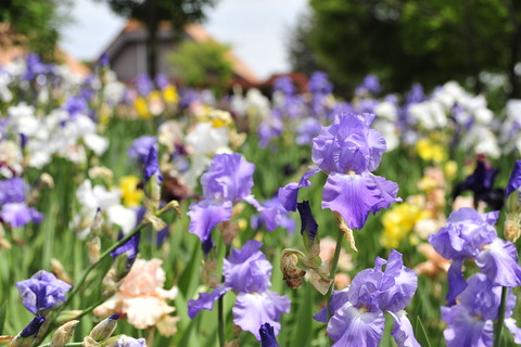 ☆_KKY5095 - コピー